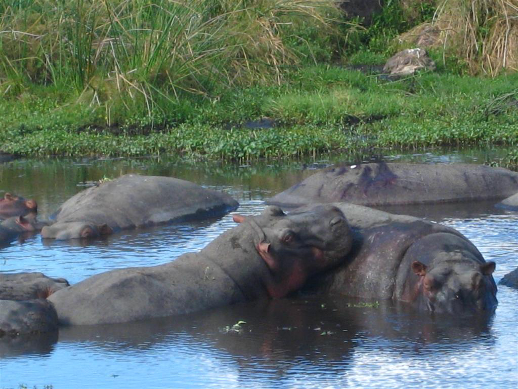 Serengati Kilimanjaro